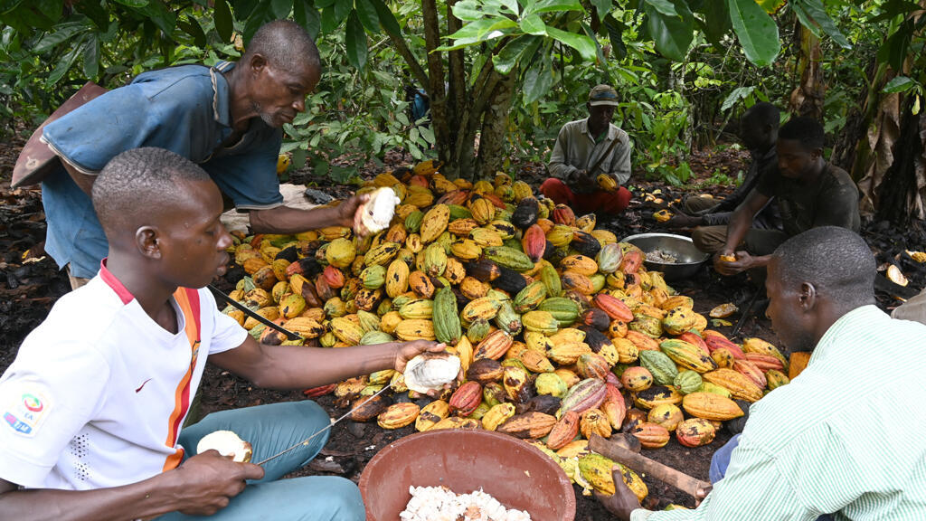 Des agriculteurs travaillent dans une plantation de cacao, près de Sinfra, en Côte d'Ivoire.